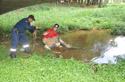 Intentaron rescatar a yacaré herido del Lago de la República