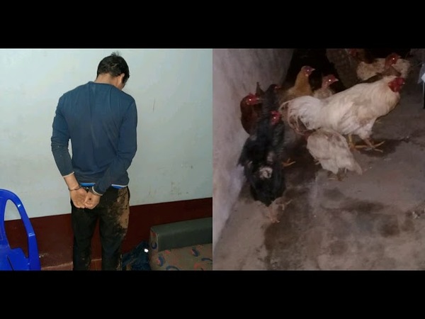 INSÓLITO: JOVEN QUEDÓ DETENIDO TRAS HURTAR 13 GALLINAS