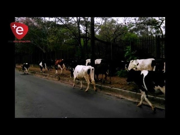 CAMINERA SUSCRIBIRÁ ACUERDO CON LA A.R.P. PARA EL RETIRO DE ANIMALES VACUNOS DE LAS RUTAS