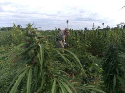 EJECUTIVO REGLAMENTA PRODUCCIÓN DEL CÁÑAMO INDUSTRIAL DENTRO DE LA AGRICULTURA FAMILIAR
