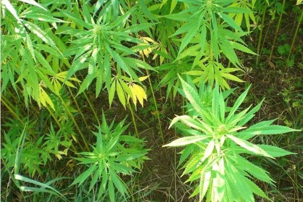 Consideran histórica la decisión de industrializar el cáñamo