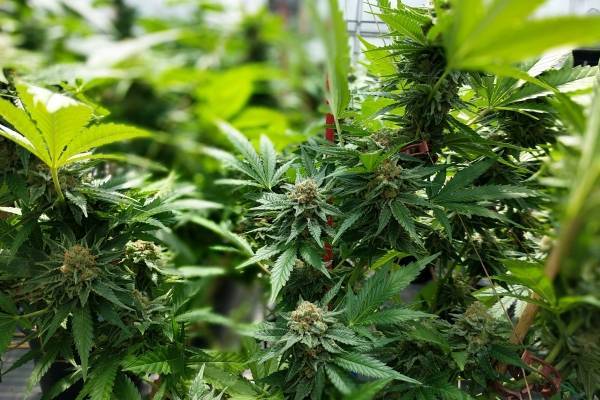 Firmaron decreto para la producción controlada de cannabis industrial