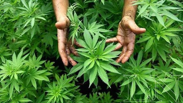 Pequeños productores podrán cultivar hasta 2 hectáreas de cannabis