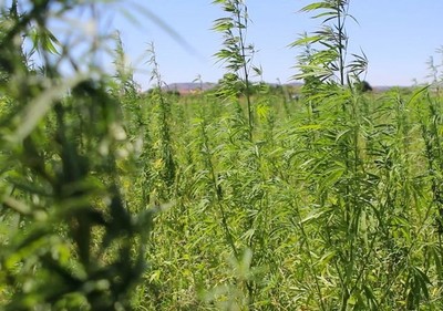 Reglamentan producción del cáñamo desde el próximo año