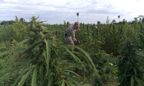 Gobierno reglamenta producción del cannabis dentro de la agricultura familiar