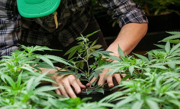 HOY / Gobierno autoriza cultivo de variedad no psicoactiva del cannabis a partir del 2020