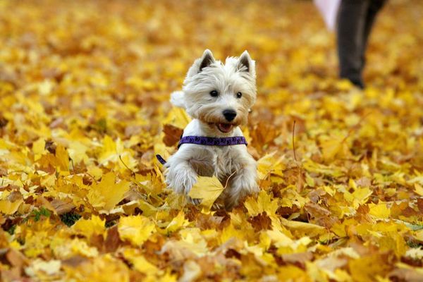 Nueces y chocolate, de alto riesgo para los perros - Mascotas - ABC Color