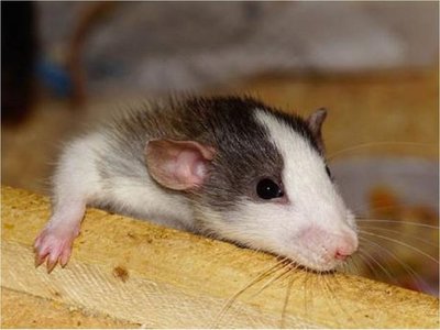 Estudio en animales halla daño cerebral en crías maltratadas