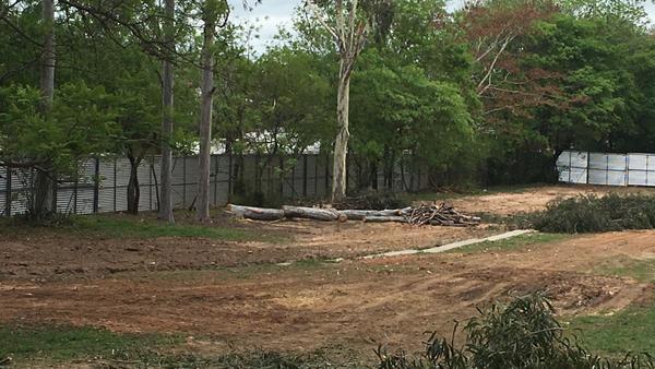 Construcción de Corredor Vial Botánico 'es inconstitucional', según activista