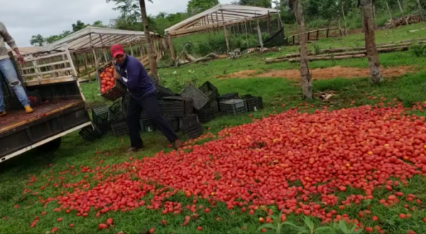HOY / Productores se deshacen de sus tomates: “Ehechapa, karai Marito”