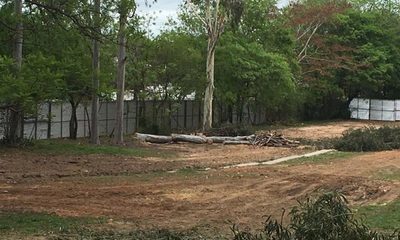 Construcción de Corredor Vial Botánico “es inconstitucional”, según activista