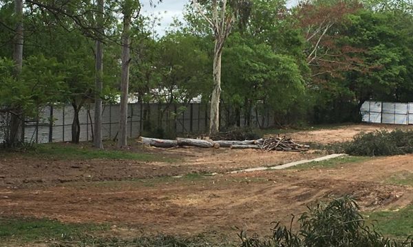 Construcción de Corredor Vial Botánico “es inconstitucional”, según activista