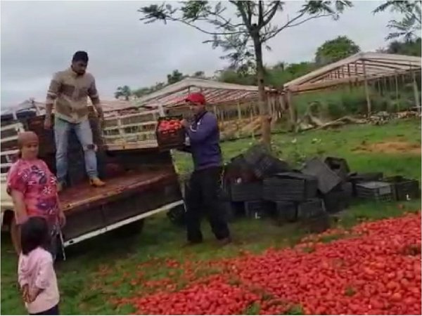 Productores se ven obligados a tirar tomates a causa del contrabando