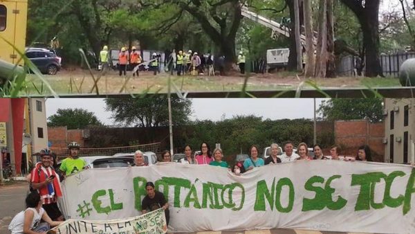 Ambientalistas detenidos tras tala de árboles