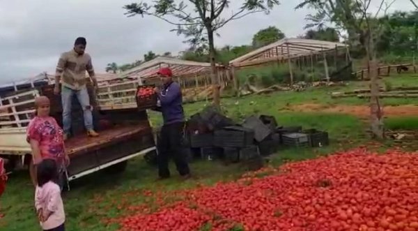 PRODUCTORES SE VEN OBLIGADOS A TIRAR TOMATES A CAUSA DEL CONTRABANDO