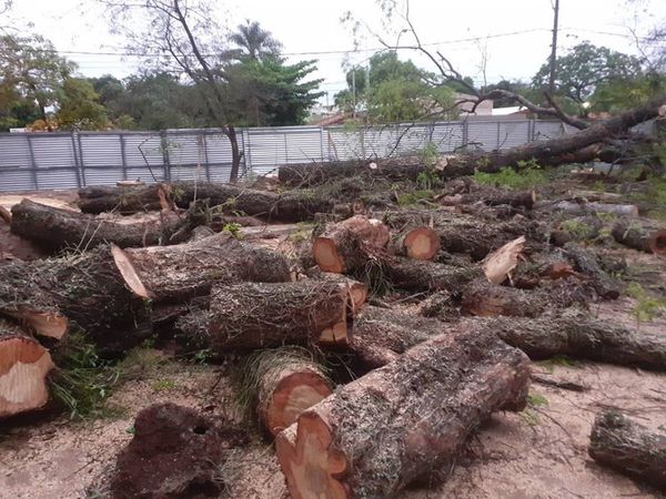 Organizaciones ambientalistas acompañan tareas en el Botánico, afirman