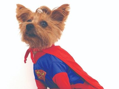 Hasta los jagua'i ya tienen disfraces para HALLOWEEN