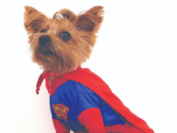 Hasta los jagua'i ya tienen disfraces para HALLOWEEN