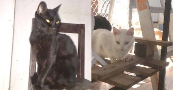 Por temor al Halloween no dan animales en adopción
