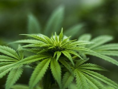 Cannabis industrial puede generar G. 20 millones por cada cosecha