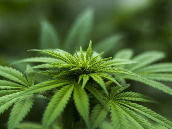 Cannabis industrial puede generar G. 20 millones por cada cosecha