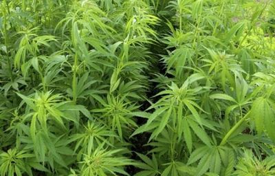 Con cáñamo gobierno busca disminuir producción de 'marihuana que tiene droga'