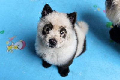 Tiñen a perros para que parezcan bebés pandas - Mascotas - ABC Color