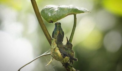 EL FAMOSO COLIBRÍ FUE FOTOGRAFIADO CON SUS PICHONES