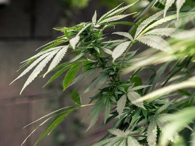 El cannabis recientemente legalizado no sirve para uso medicinal | Noticias Paraguay