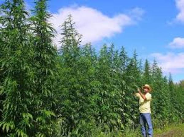 Ejecutivo decreta cultivo familiar de cáñamo