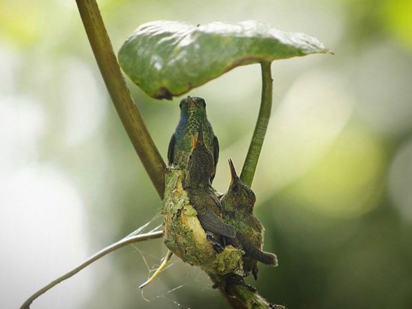 El famoso colibrí fue fotografiado con sus pichones