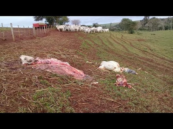 ITAPÚA CONTARÁ CON UNA BRIGADA ESPECIAL ANTI ABIGEATO