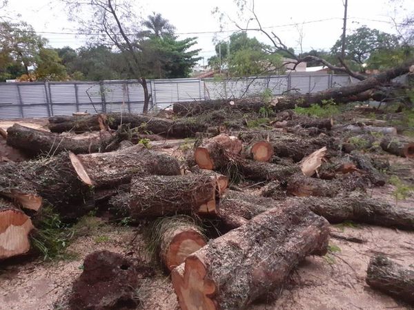 MOPC levantó censo de árboles del trabajo en el Botánico