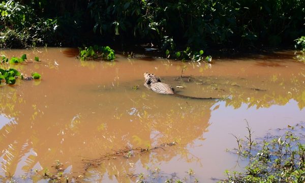 Buscan respaldo para proteger a los yacarés del Lago de la República