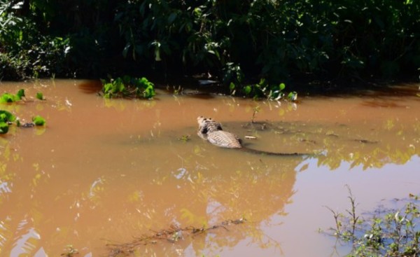 Buscan mecanismos de protección de vida silvestre del lago