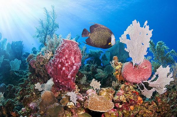 Descubren nueva especie de coral de aguas profundas en el Pacífico panameño - Ciencia - ABC Color