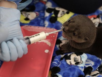Zoo de Cali rehabilita a nutria de río