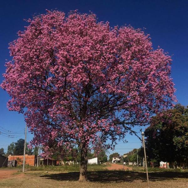 Jueves caluroso y soleado, anuncia Meteorología