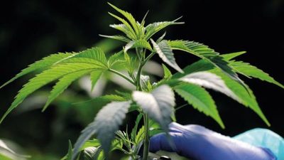 El negocio de la marihuana