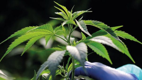 El negocio de la marihuana
