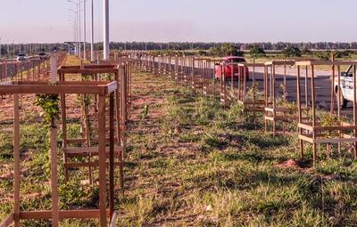Cerca de 2.800 nuevos árboles formarán un corredor verde en la Costanera Norte | .::Agencia IP::.