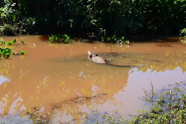 Piden ayuda a Itaipu para proteger vida silvestre en el Lago de la República