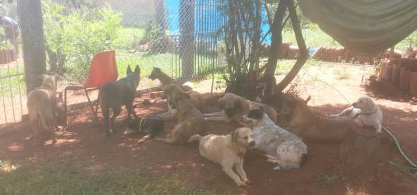 Hogar de retiro para perros necesita ayuda » Ñanduti