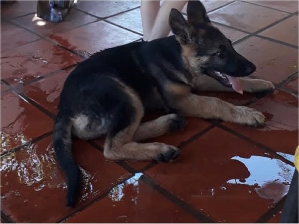 Familia clama por ayuda para localizar a mascota hurtada