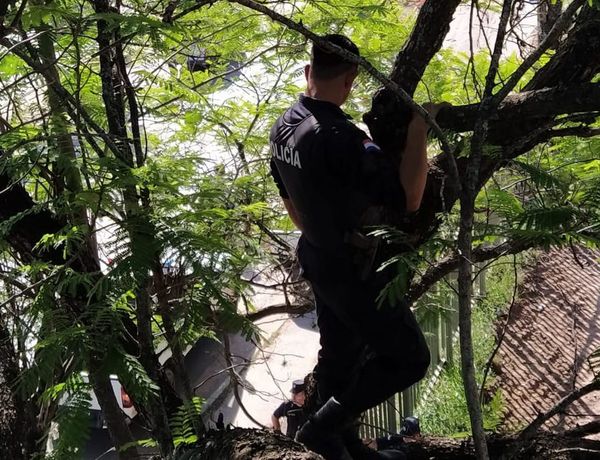 Se trepa a un árbol del Botánico para hacer escuchar su reclamo