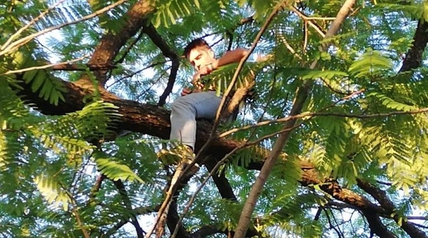 HOY / Ambientalista sube a árbol  para evitar obra de corredor  Botánico y 'viraliza' su acto