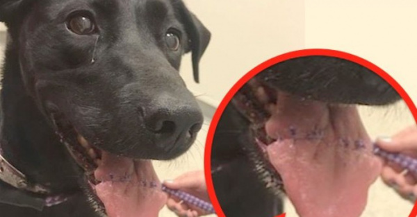 Perro estuvo a punto de perder lengua