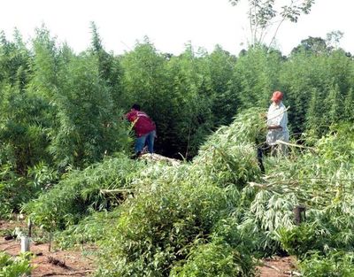 Quieren debate para dejar la marihuana - Economía - ABC Color