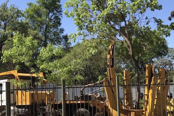 MOPC inicia traslado de árboles en el Botánico