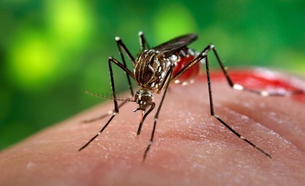 HOY / Epidemia de dengue en puerta: en 2020 podrían registrarse casos más graves
